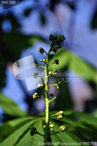 Image of Chestnut blossom