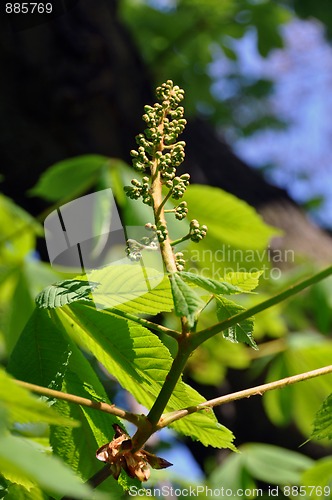 Image of Chestnut blossom