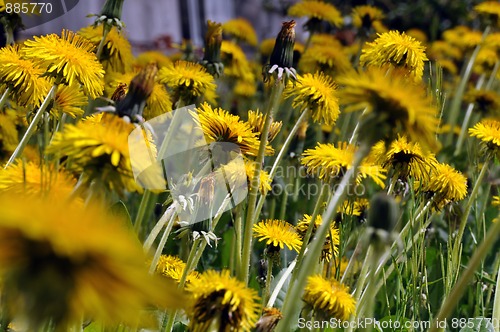 Image of Dandelion field