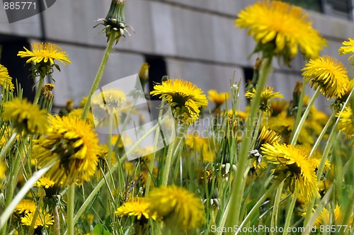 Image of Dandelion field