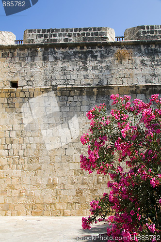 Image of Limassol castle with flowering plant Cyprus
