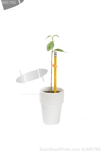 Image of young tree supported by a pencil