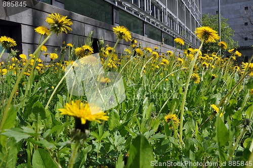 Image of Dandelion field