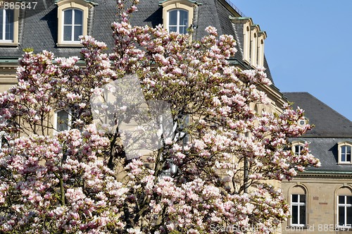 Image of Blossoming magnolia tree