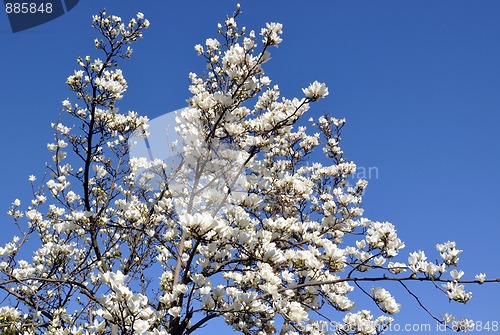 Image of Blossoming magnolia tree