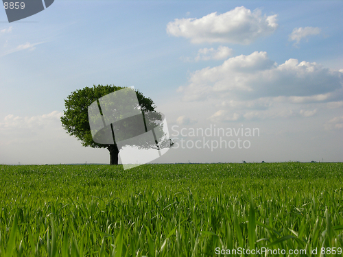 Image of           Lonely Tree