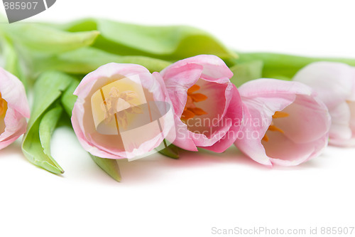 Image of Bouquet rose tulip