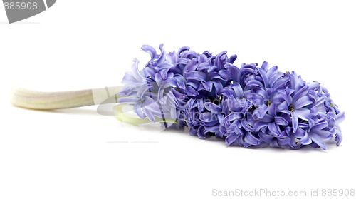 Image of Violet exotic flower