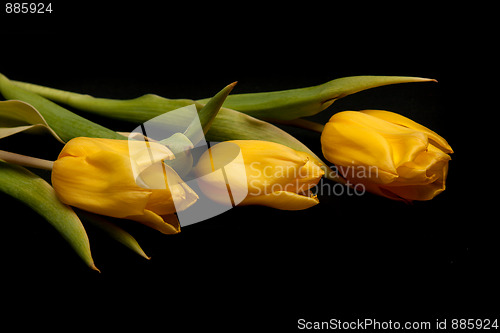 Image of Three yellow tulips