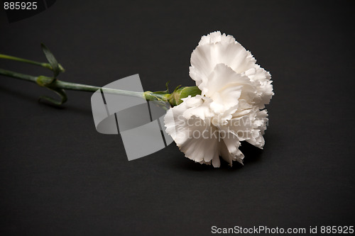 Image of White carnation