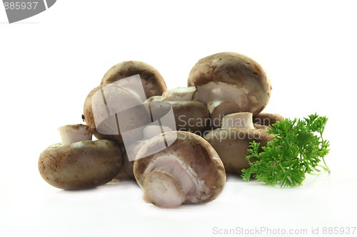 Image of Mushroom