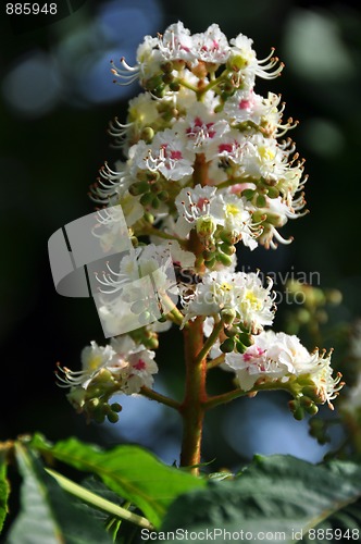 Image of Chestnut blossom