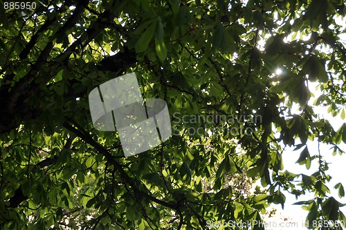 Image of Chestnut tree in sunlight
