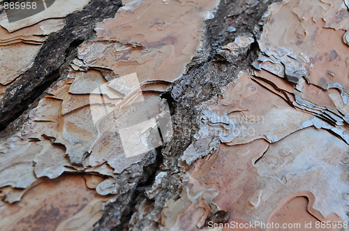 Image of Close-Up of Tree Bark