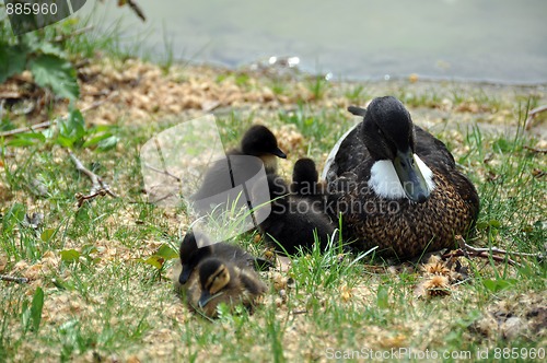 Image of Duck family