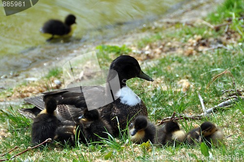 Image of Duck family