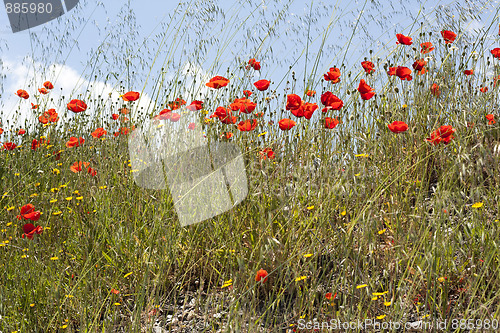 Image of Field of poppies