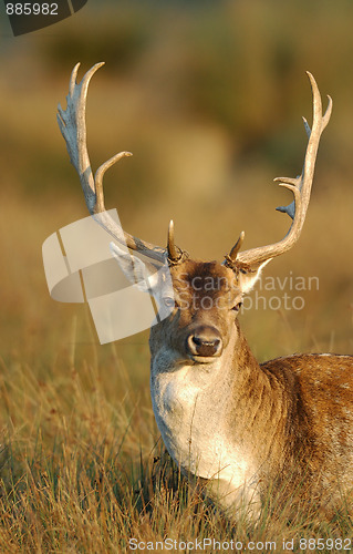 Image of Fallow deer buck