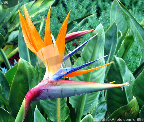 Image of Sweet bird of Paradise