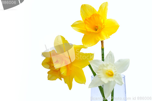 Image of Three Yellow Narcissus isolated