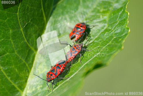 Image of Beetles
