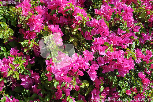 Image of Closeup Bougainvillea