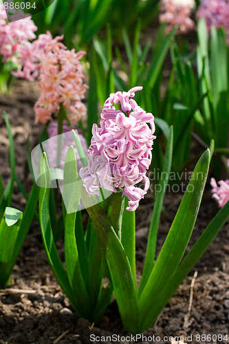 Image of hyacinth flowers