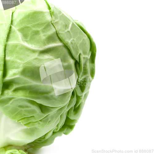 Image of green cabbage