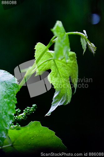 Image of green leaves