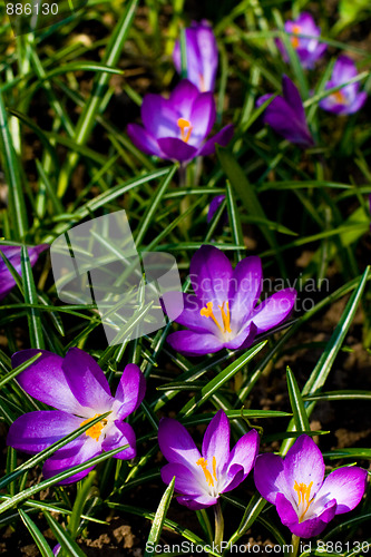 Image of violet crocuses