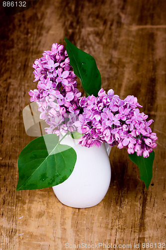 Image of lilac blooms