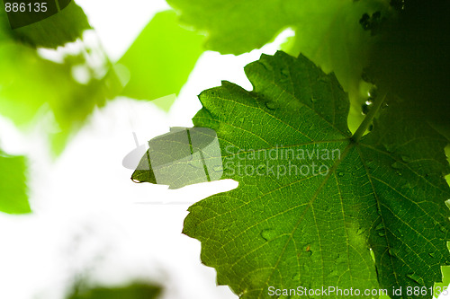 Image of wet leaves