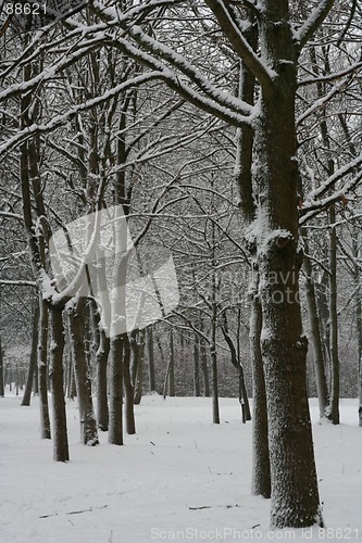 Image of Winter Scene