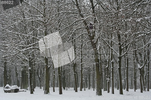 Image of Winter Scene