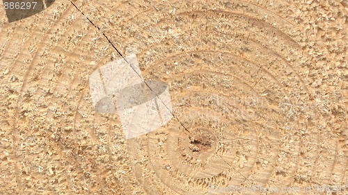 Image of Wood rings