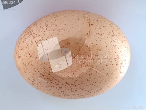 Image of Cracked egg