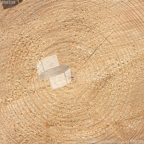 Image of Wood rings