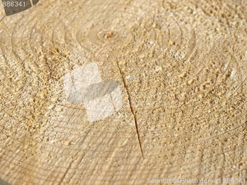 Image of Wood rings