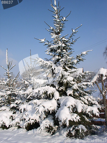 Image of Winter Scene