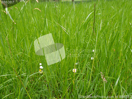 Image of Grass meadow