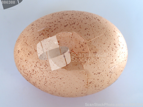 Image of Cracked egg