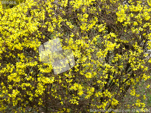 Image of Forsythia flowers