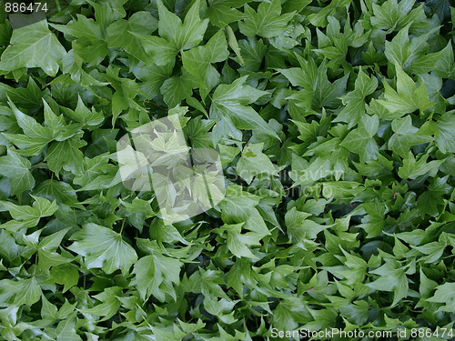 Image of Ivy