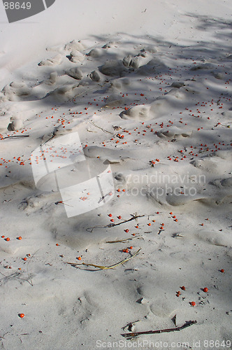 Image of Berries in the Sand