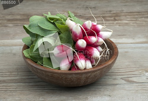 Image of Fresh Radish