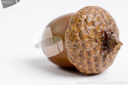 Image of Acorn