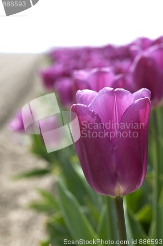 Image of Purple Tulip