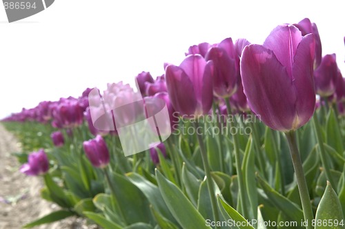 Image of Purple Tulips