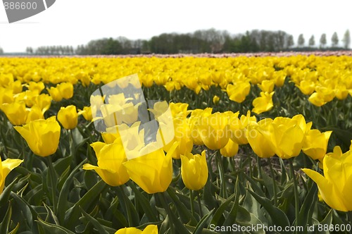 Image of Yellow Tulips