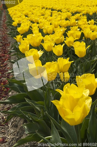 Image of Yellow Tulips